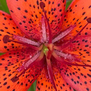 Meet your Posher, Holly